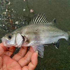 セイゴ（ヒラスズキ）の釣果