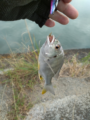 キビレの釣果