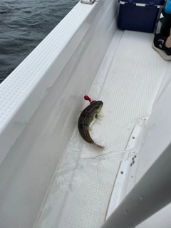 クロサバフグの釣果