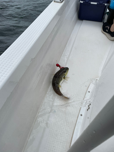 クサフグの釣果