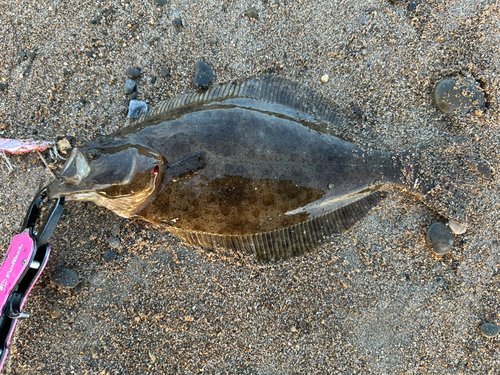 ヒラメの釣果