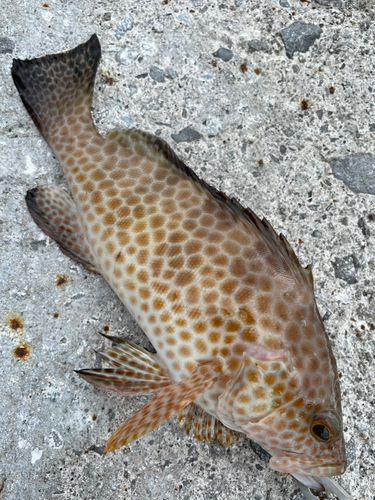 オオモンハタの釣果