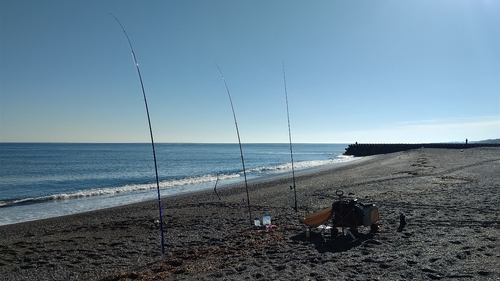 アキアジの釣果