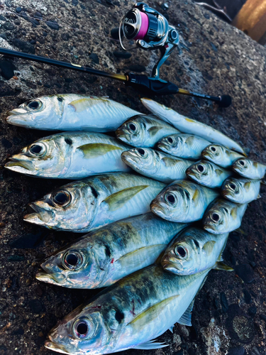 アジの釣果