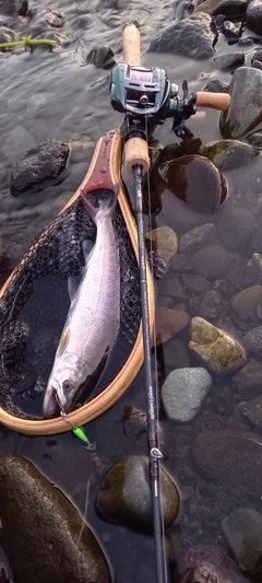 アマゴの釣果