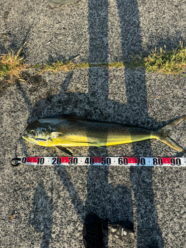 シイラの釣果