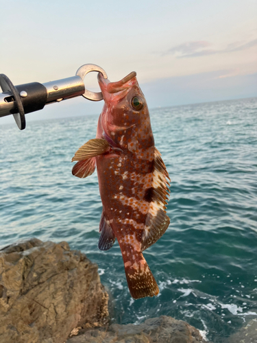 アラカブの釣果