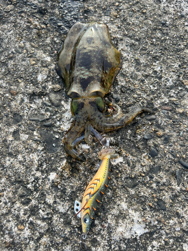 アオリイカの釣果