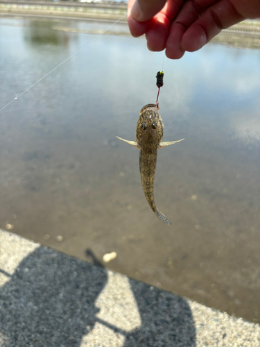 ハゼの釣果