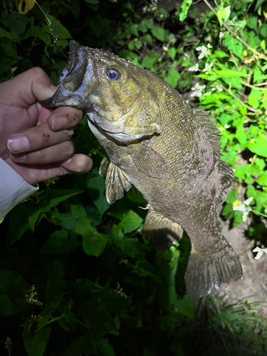 スモールマウスバスの釣果