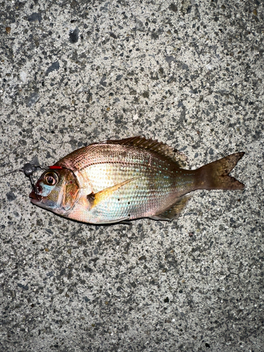 チャリコの釣果