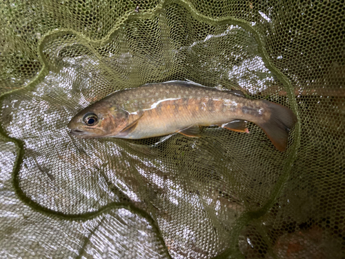 イワナの釣果