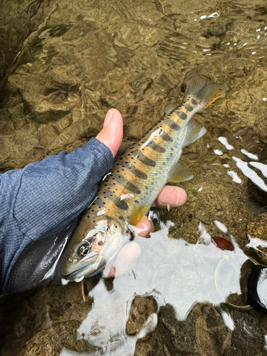 アマゴの釣果