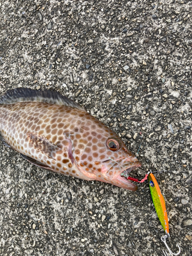 オオモンハタの釣果