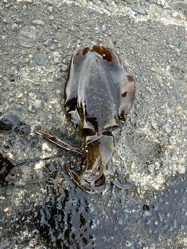 スズキの釣果