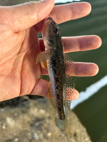 ハゼの釣果