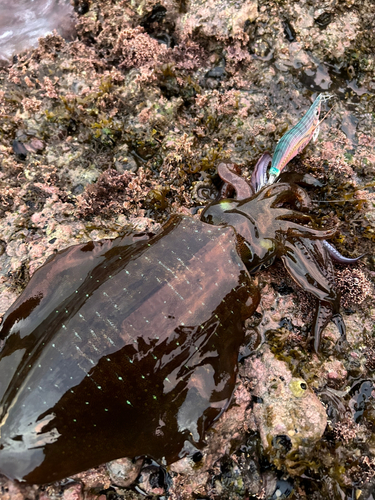 アオリイカの釣果