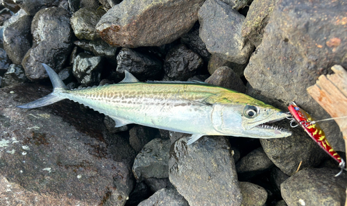 サゴシの釣果