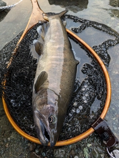 ヤマメの釣果