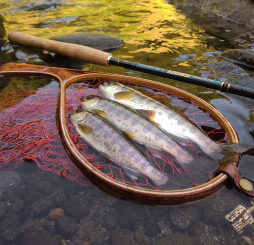 ヤマメの釣果