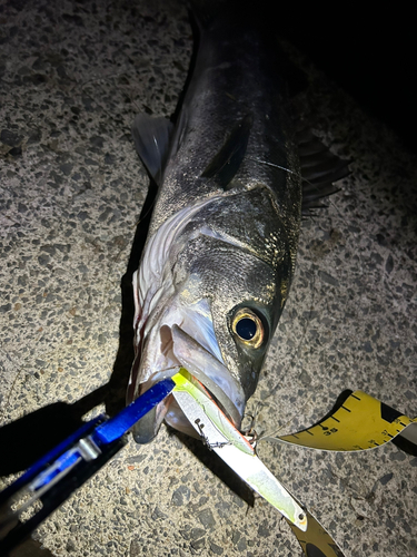 シーバスの釣果