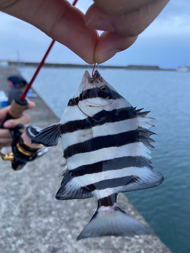 サンバソウの釣果