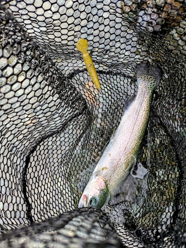 ニジマスの釣果