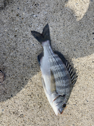 クロダイの釣果