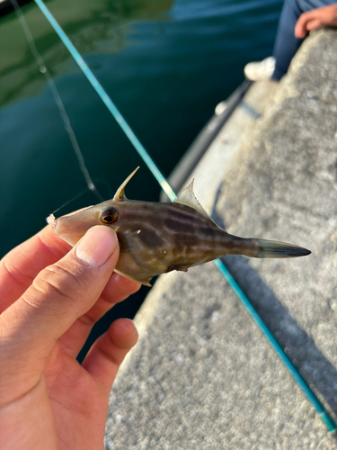 ウマヅラハギの釣果