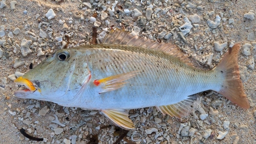 ムネアカクチビの釣果