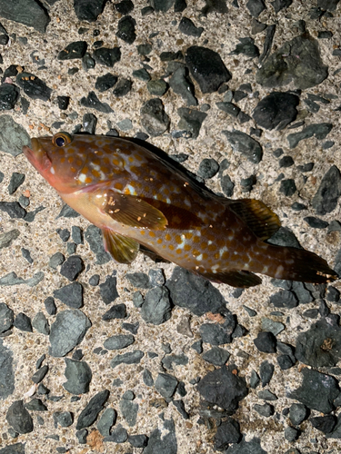 アコウの釣果