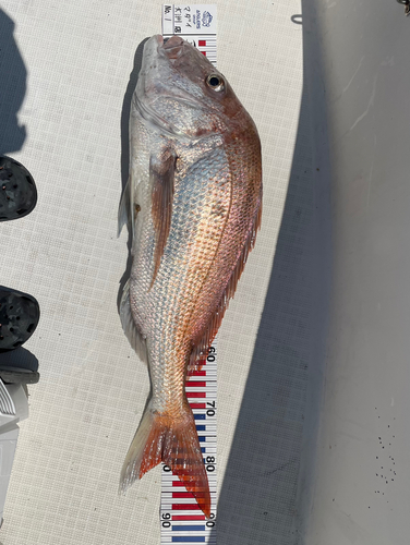 マダイの釣果