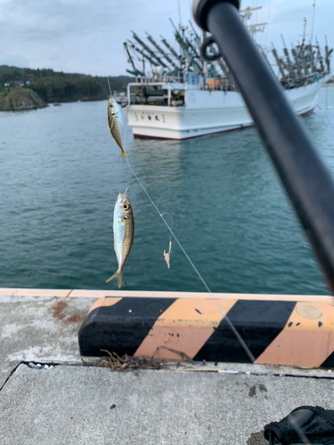 アジの釣果