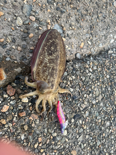 モンゴウイカの釣果