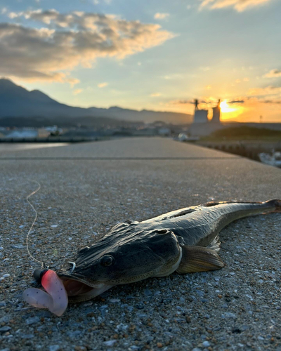 マゴチの釣果