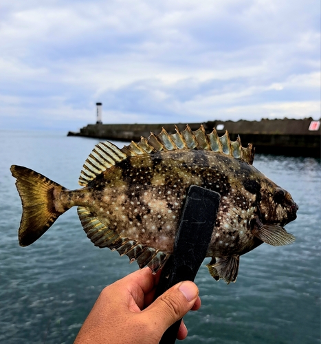 アイゴの釣果