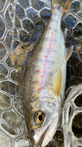 ニッコウイワナの釣果