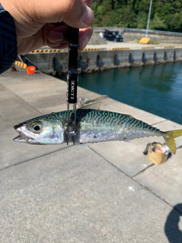 サバの釣果