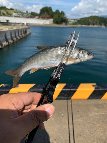 ウグイの釣果