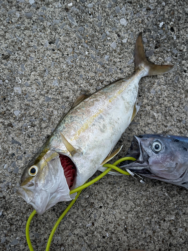 ネリゴの釣果