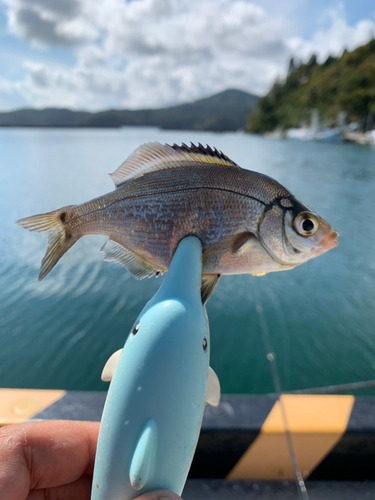 ウミタナゴの釣果