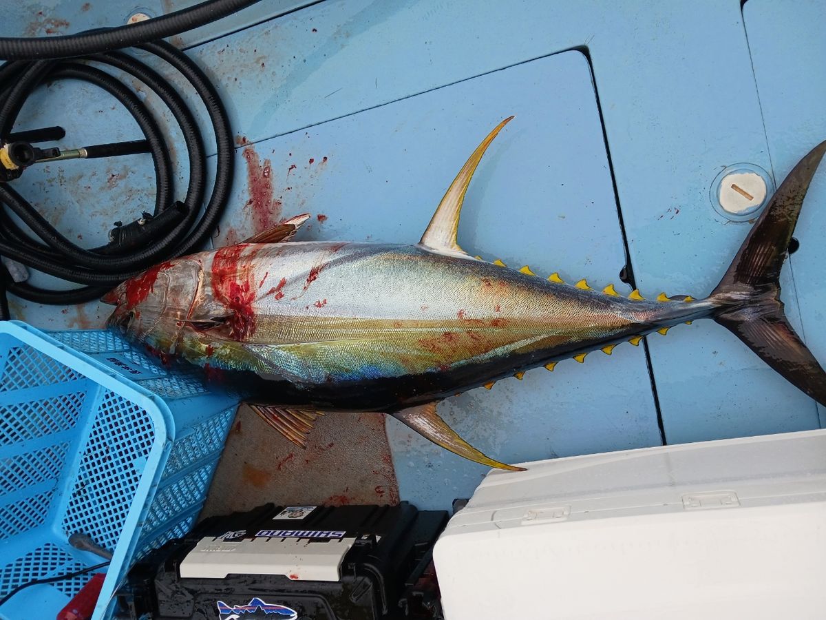 シャックウ〰️さんの釣果 2枚目の画像