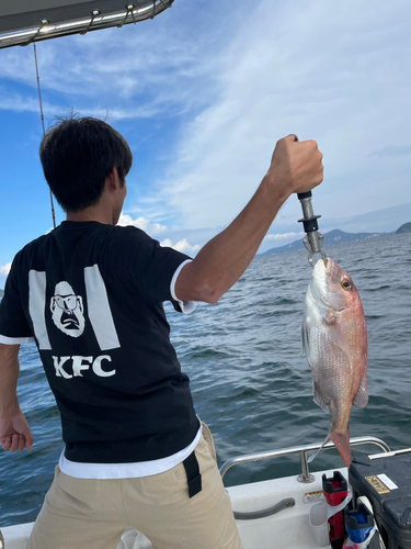 マダイの釣果