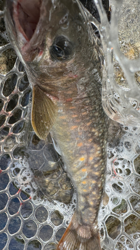 ニッコウイワナの釣果