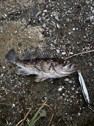 ソイの釣果