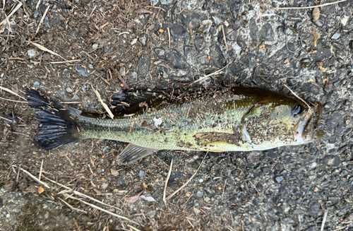 ブラックバスの釣果