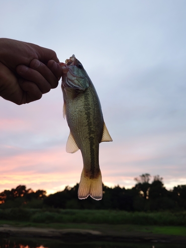 ラージマウスバスの釣果