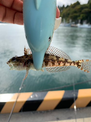 アサヒアナハゼの釣果