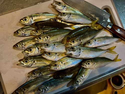 アジの釣果