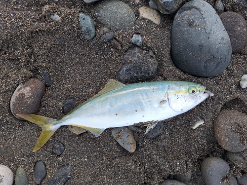 ワカシの釣果